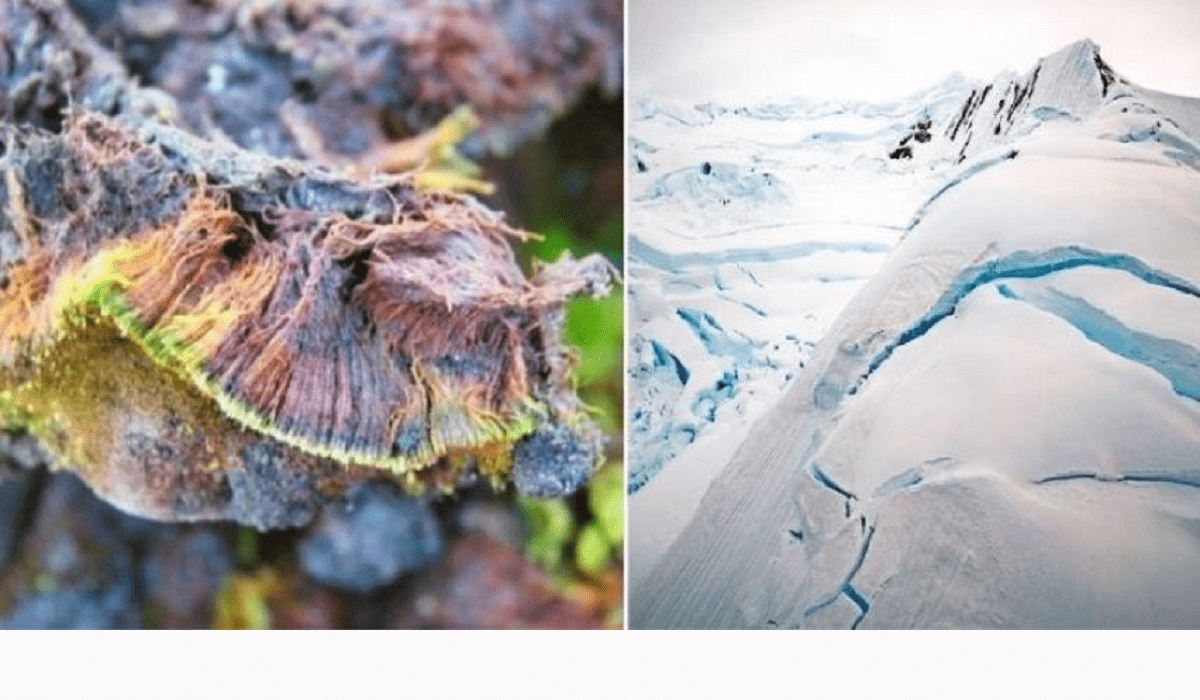 India discovers new plant species in Antarctica